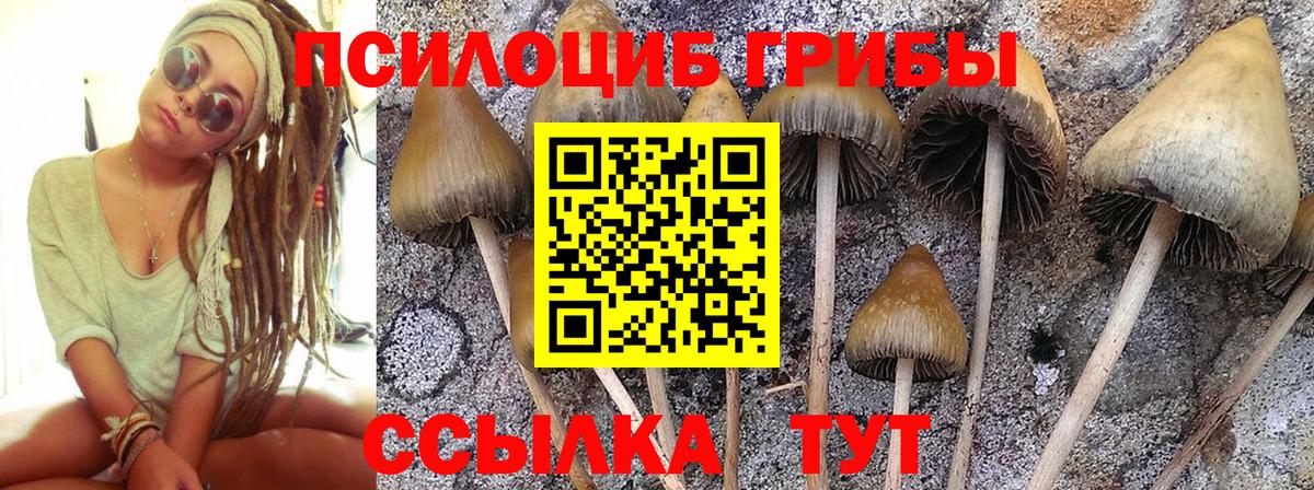 Галлюциногенные грибы мицелий  Вход с VPN  Галлюциногенные грибы прущие грибы  Орёл 
